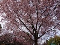 大府市の桜