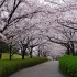 東浦の桜