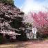 阿久比町の桜