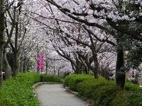 知多市の桜