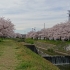 武豊町の桜