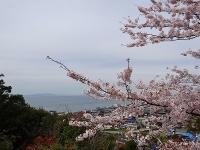 美浜町の桜