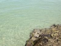 南知多内海の海はとてもきれいですよ。